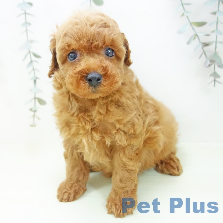 トイ・プードルの写真2