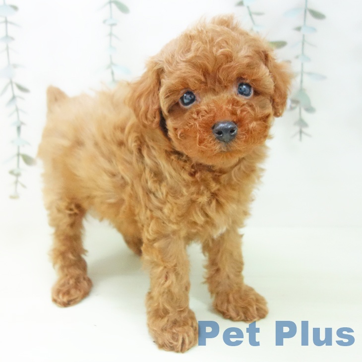 トイ・プードル