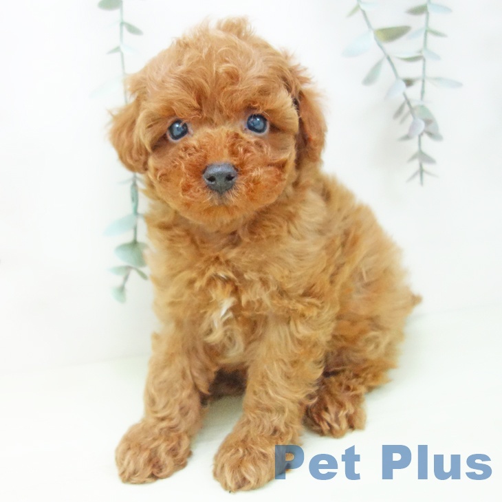 トイ・プードルの写真2