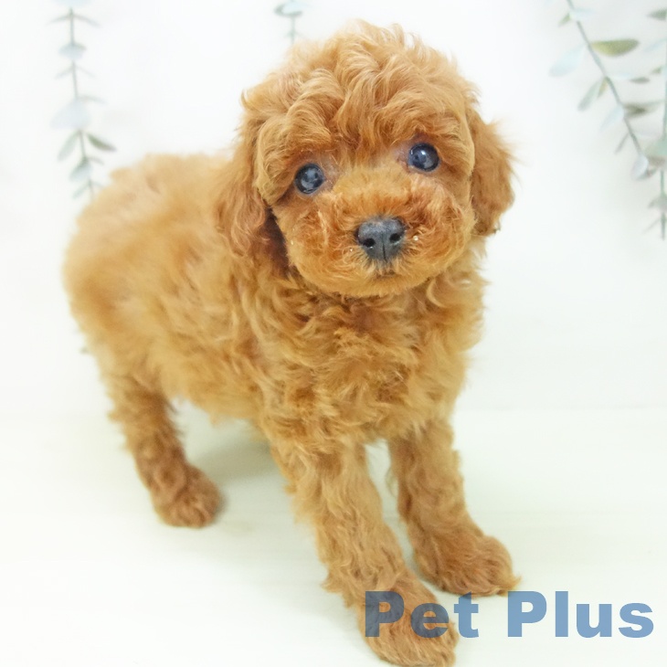 トイ・プードル