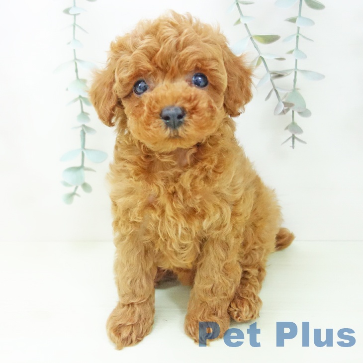 トイ・プードルの写真2