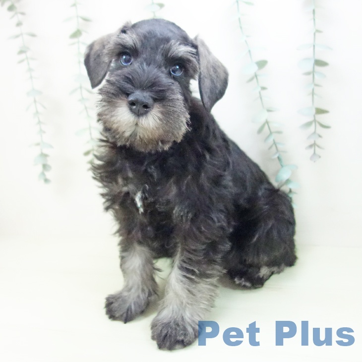 ミニチュア・シュナウザー