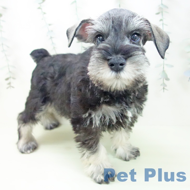 ミニチュア・シュナウザー