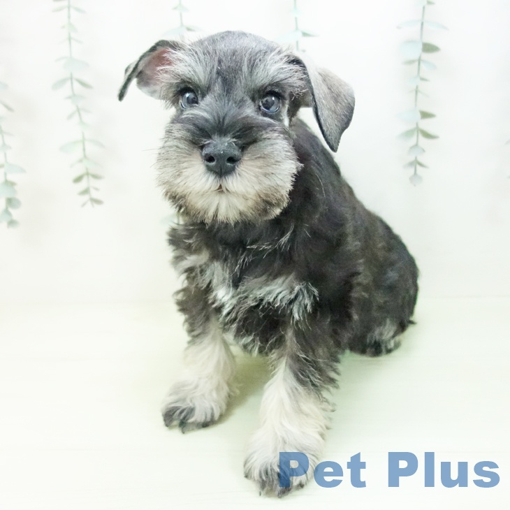 ミニチュア・シュナウザーの写真2