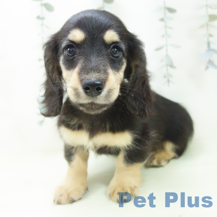 ミニチュア・ダックスフンドの写真2