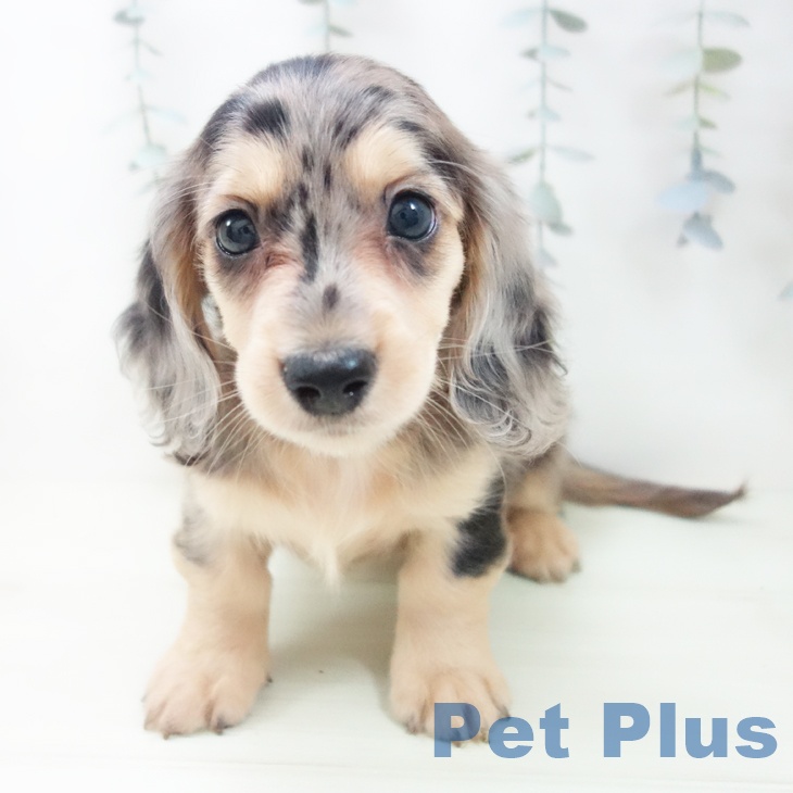 ミニチュア・ダックスフンド