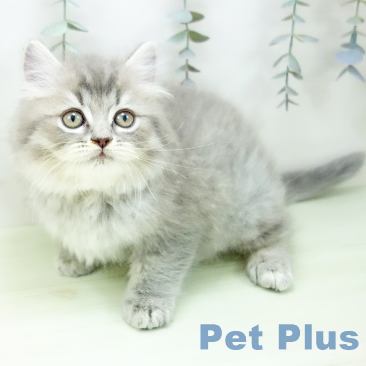 ラガマフィンの写真2