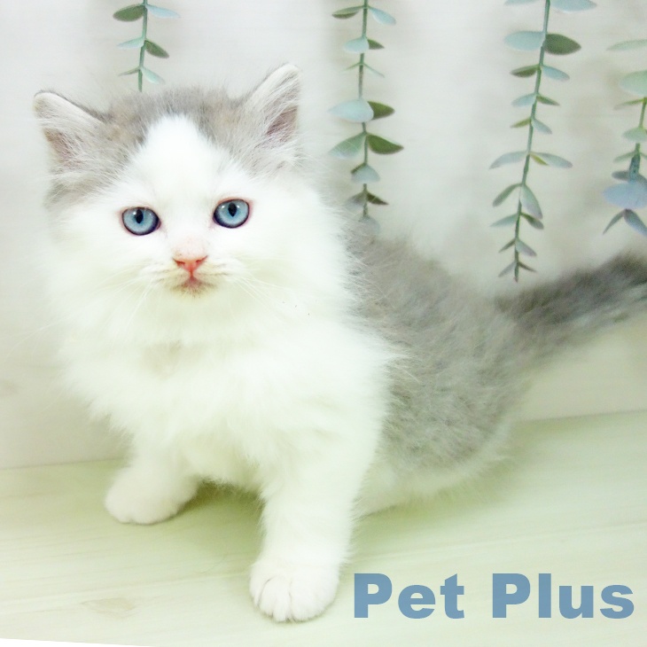 ラガマフィンの写真2