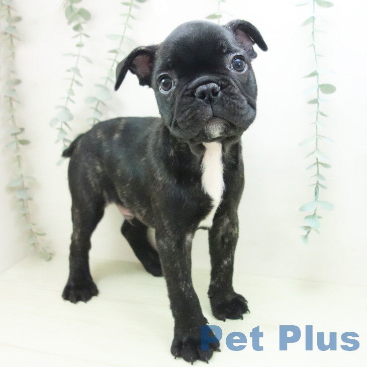 フレンチ・ブルドッグ