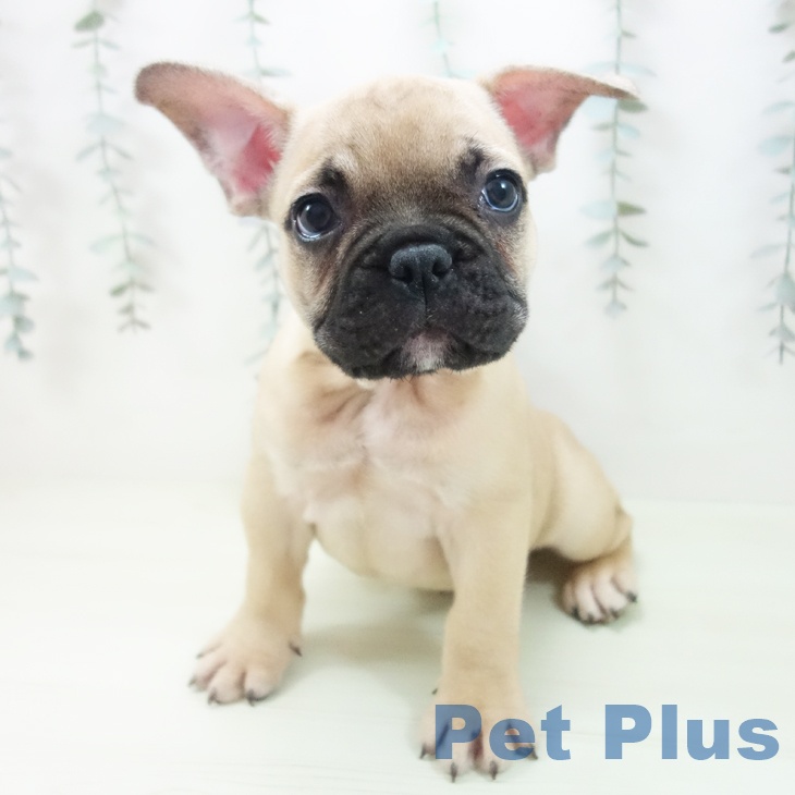 フレンチ・ブルドッグの写真2