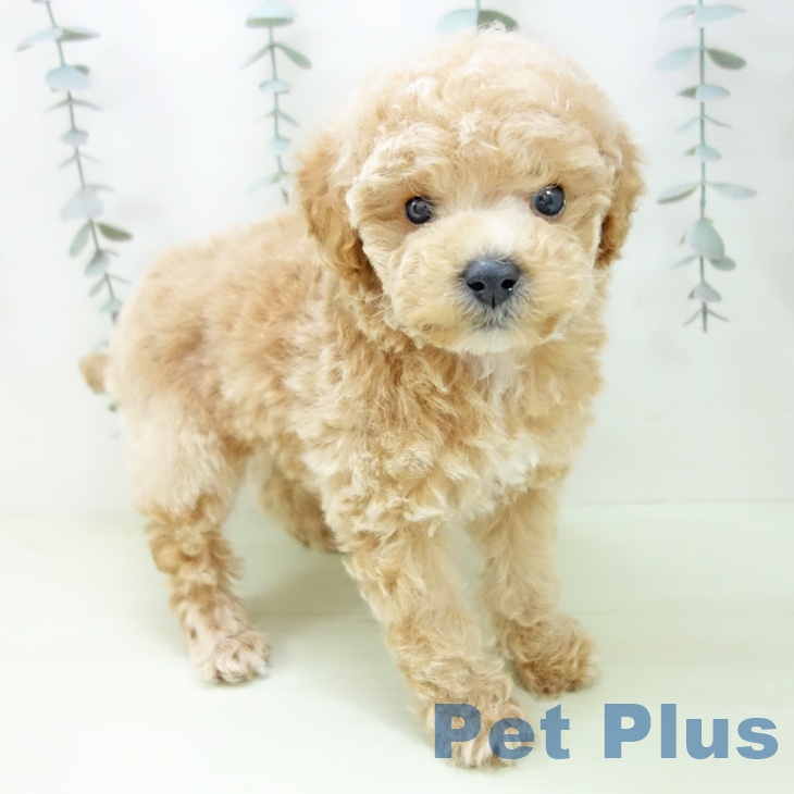 トイ・プードル