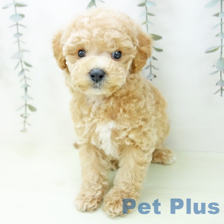 トイ・プードル