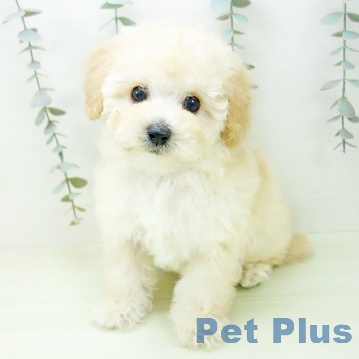 トイ・プードル