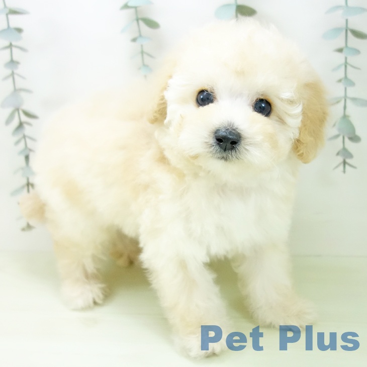 トイ・プードルの写真2