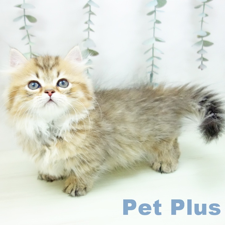 ミヌエットの写真2