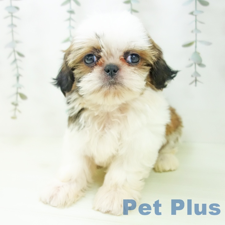 シー・ズーの写真2