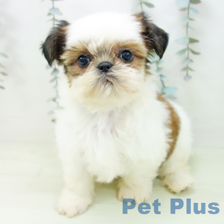 シー・ズーの写真2