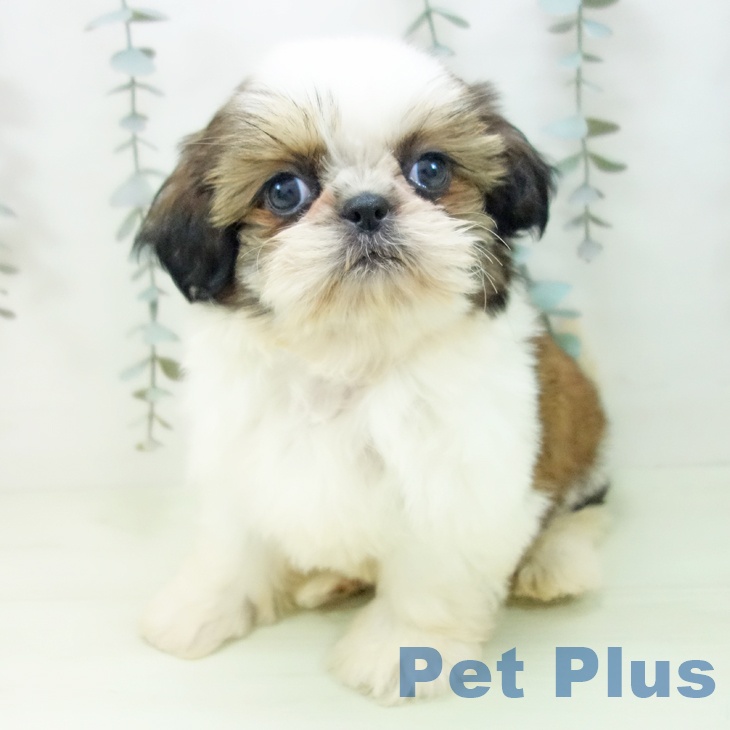 シー・ズーの写真2