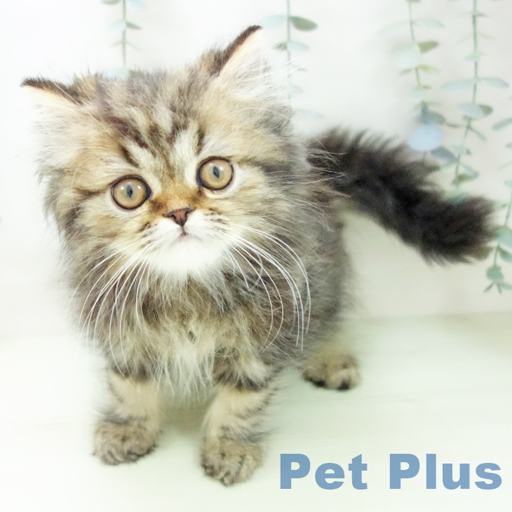 スコティッシュフォールド