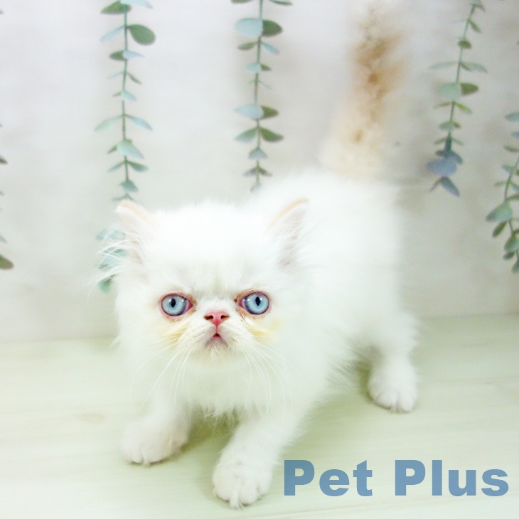 エキゾチックの写真2