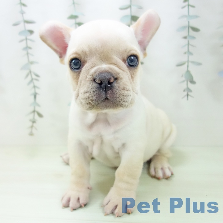 フレンチ・ブルドッグ