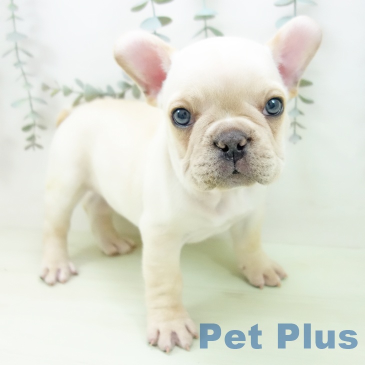 フレンチ・ブルドッグの写真2