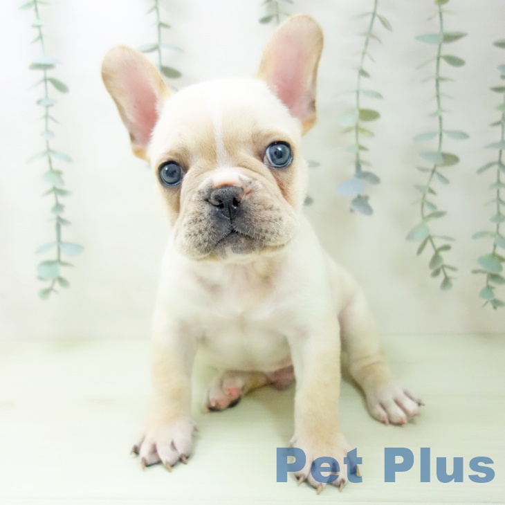 フレンチ・ブルドッグ