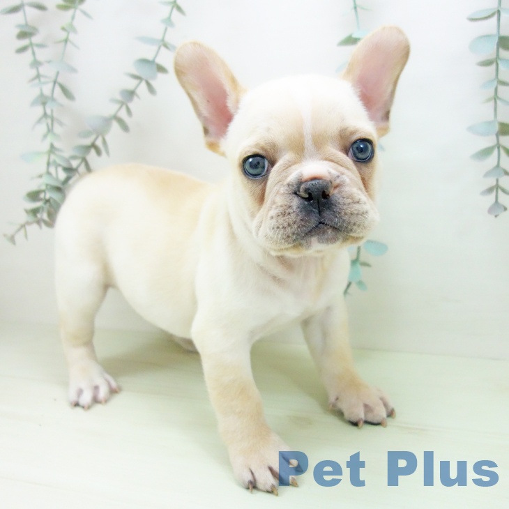 フレンチ・ブルドッグの写真2