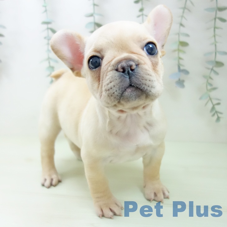 フレンチ・ブルドッグ