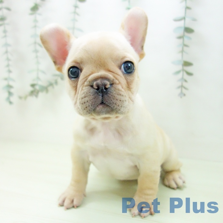 フレンチ・ブルドッグの写真2