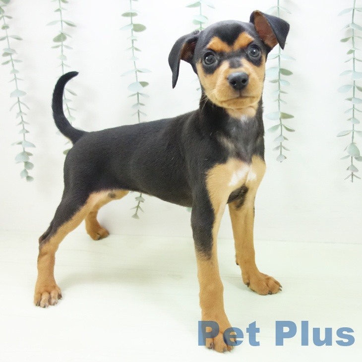 ミニチュア・ピンシャー