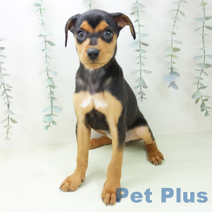 ミニチュア・ピンシャー