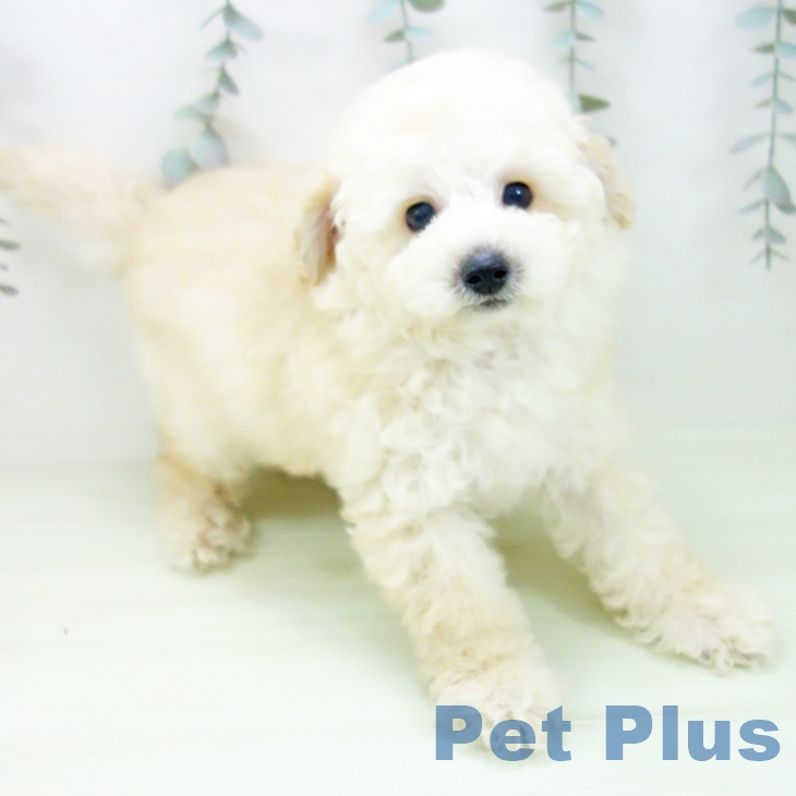 トイ・プードル