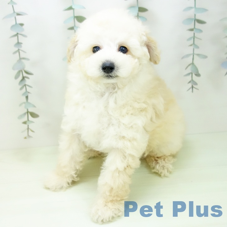 トイ・プードルの写真2