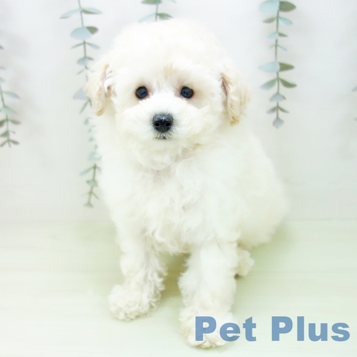 トイ・プードル