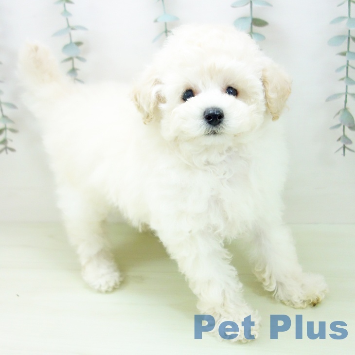 トイ・プードルの写真2