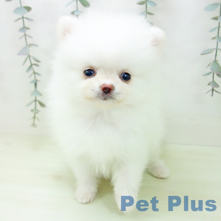 ポメラニアンの写真2