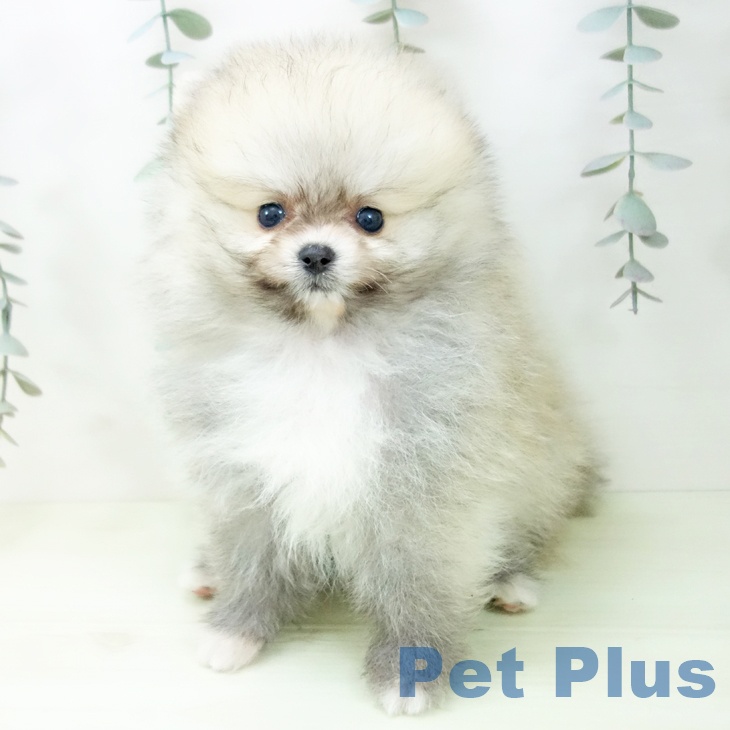ポメラニアンの写真2