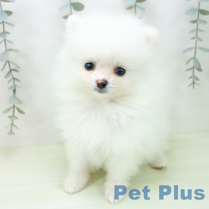 ポメラニアンの写真2