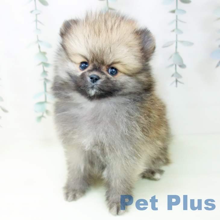 ポメラニアンの写真2