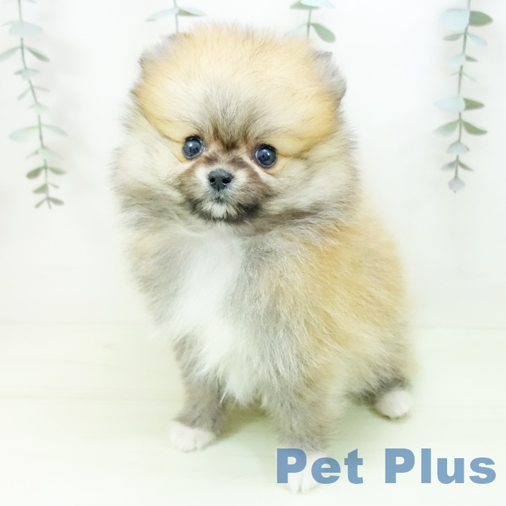 ポメラニアンの写真2