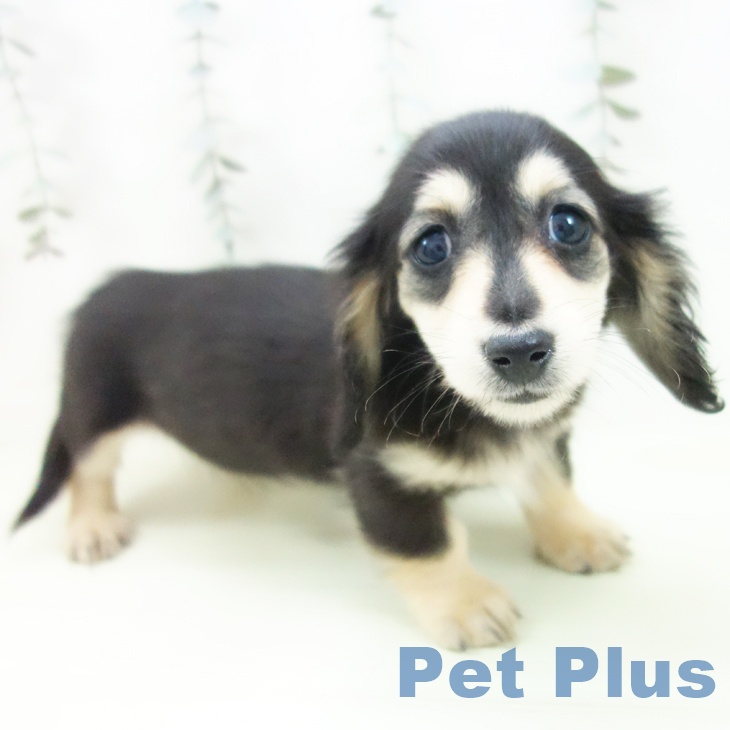 ミニチュア・ダックスフンド