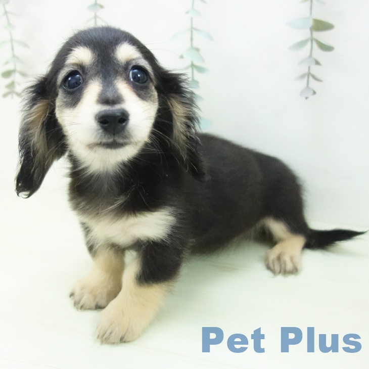 ミニチュア・ダックスフンドの写真2