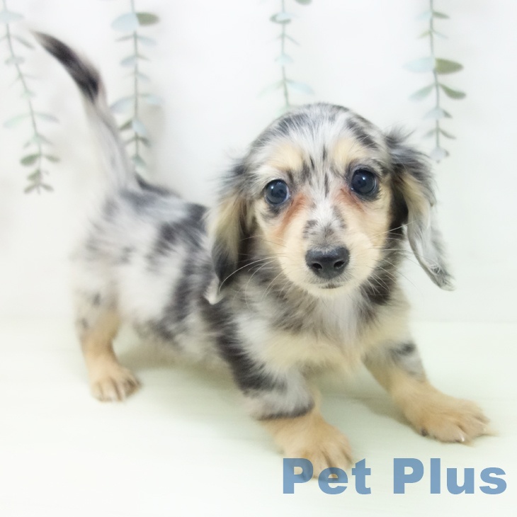 ミニチュア・ダックスフンド