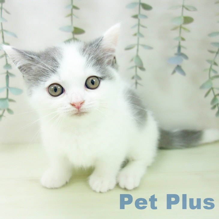 マンチカンの写真2