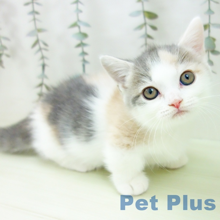 マンチカンの写真2