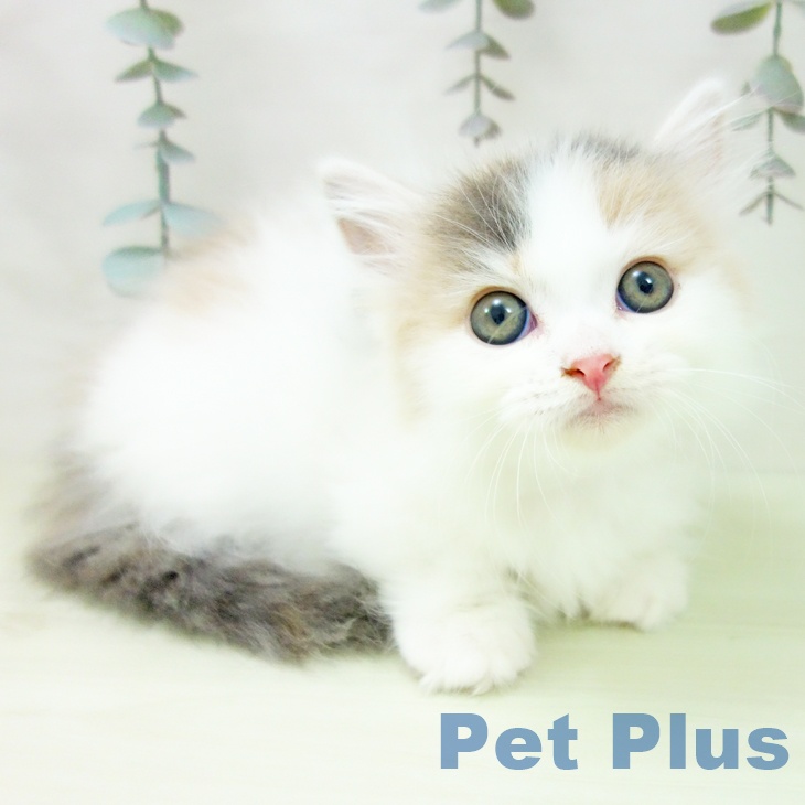 マンチカンの写真2