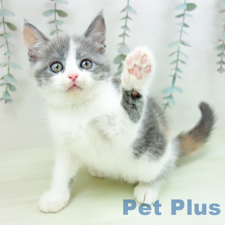 マンチカンの写真2