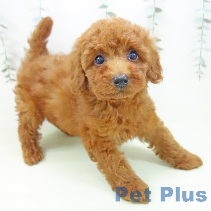 トイ・プードル