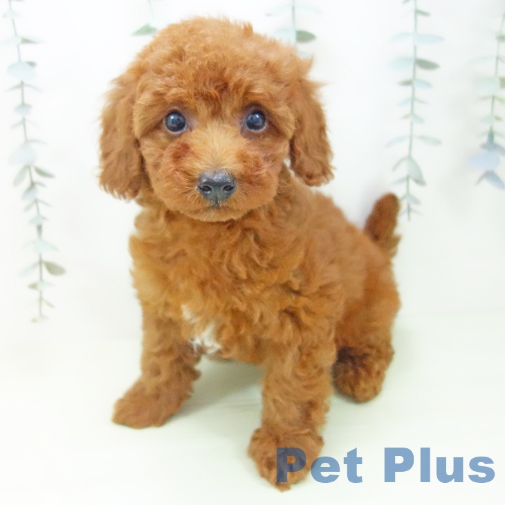 トイ・プードルの写真2